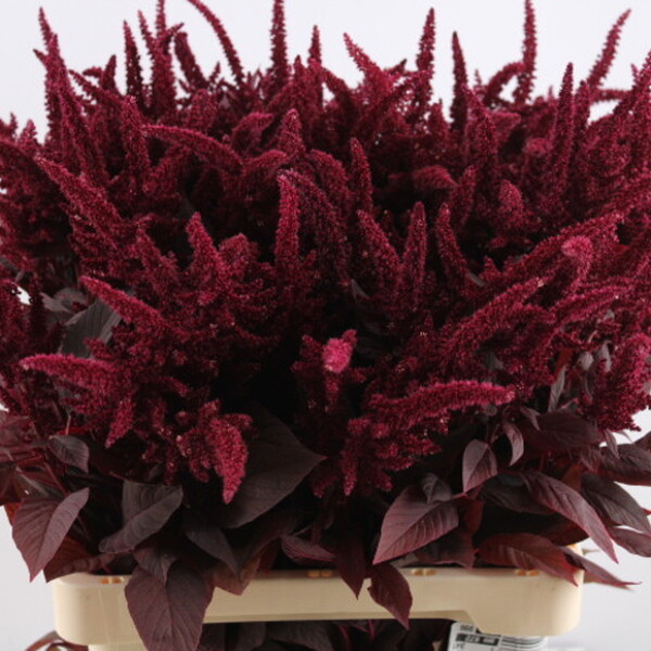 AMARANTHUS CRUENTUS VELVET 70CM