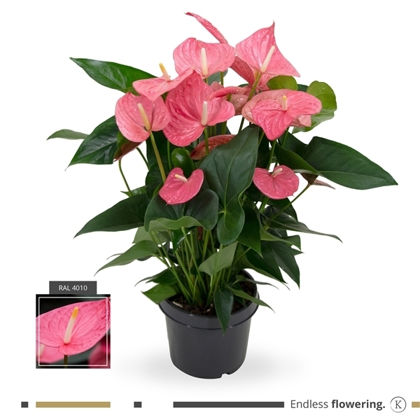 PL. ANTHURIUM *CHERRY LOVE* T27CM / 75CM  