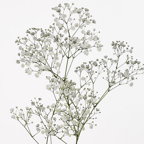 PANICULATA FLOR GRAN ECUADOR