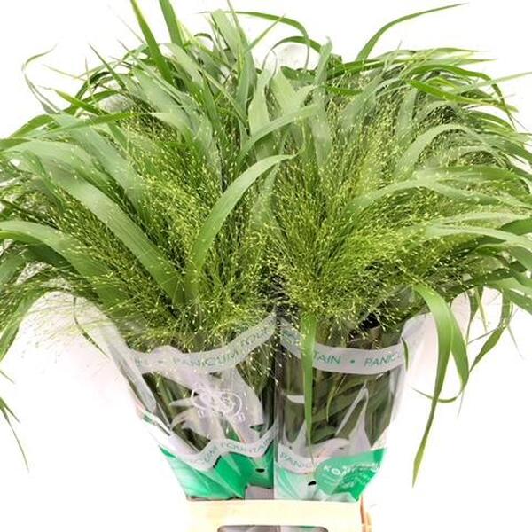 PANICUM FOUNTAIN 70CM