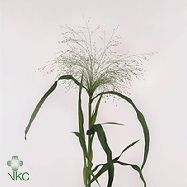 PANICUM FOUNTAIN 50CM