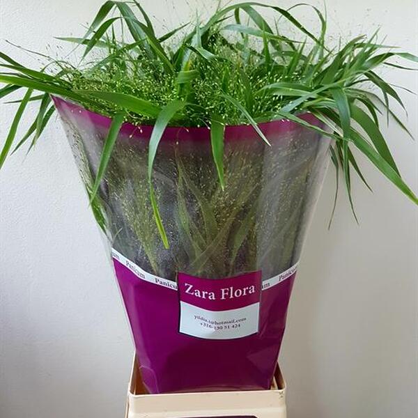 PANICUM FOUNTAIN 80CM