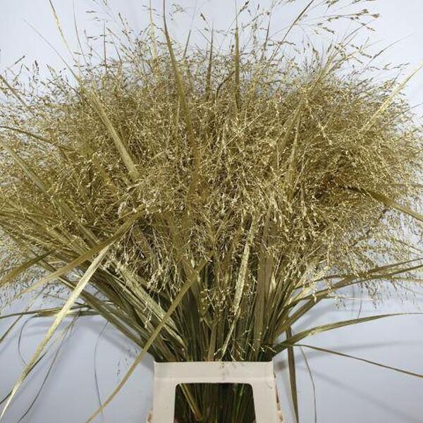 PANICUM FOU. PINTAT OR 80CM