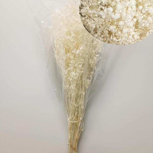 PANICULATA PRESERVADA