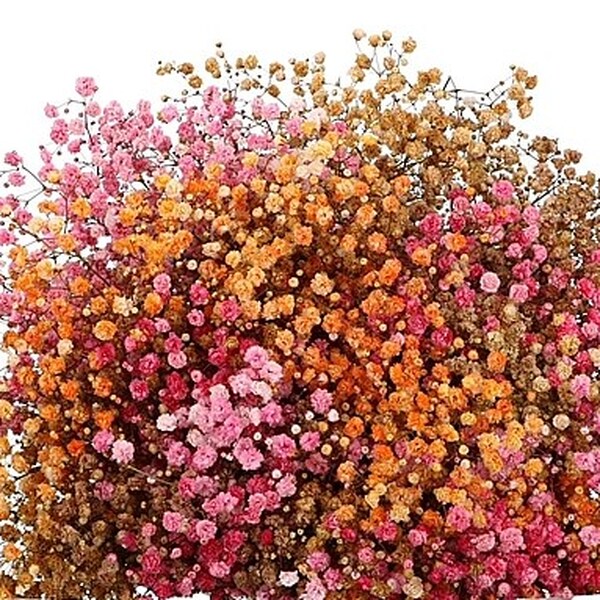 PANICULATA RAINBOW TARDOR TENYIDA 