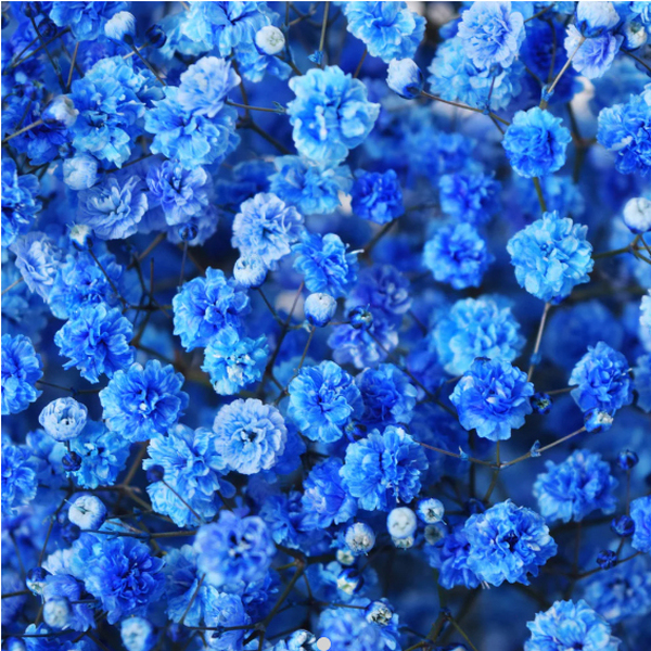 PANICULATA BLAU FOSC TENYIDA