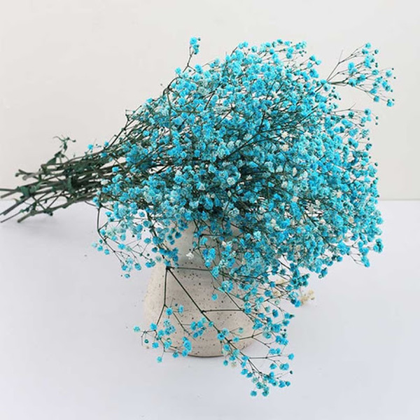 PANICULATA TURQUESA TENYIDA