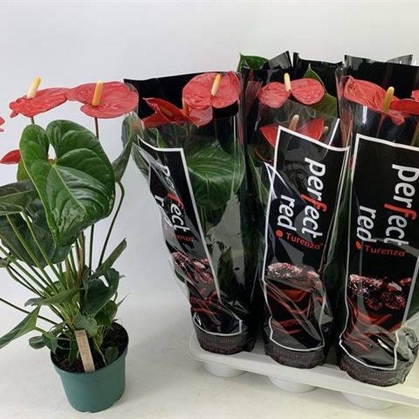 PLANTA ANTHURIUM T17CM *TURENZA*