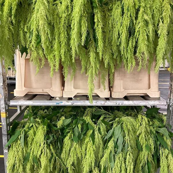 AMARANTHUS PENJAR VERD *GREEN SPIDER*