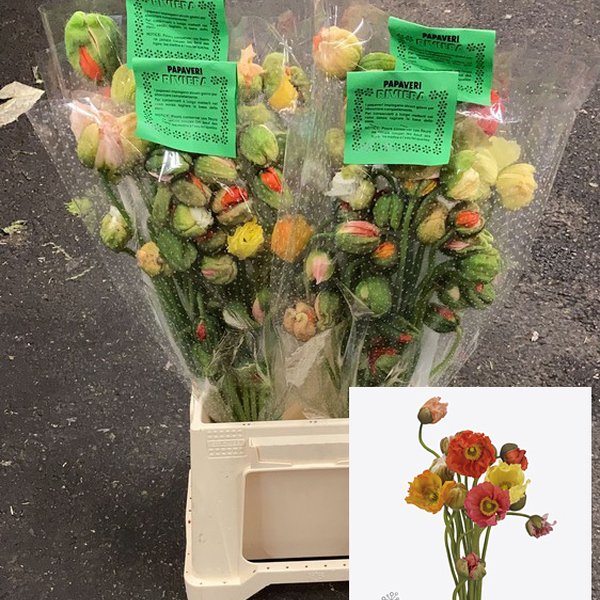 PAPAVER SWEET POPPY MIX 50CM