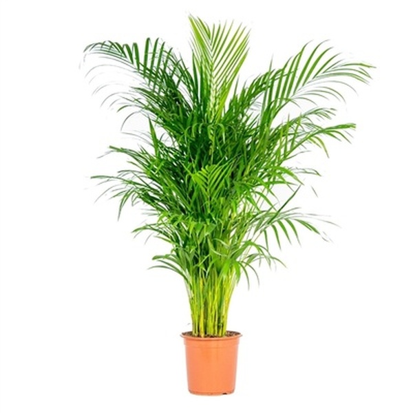 PLANTA AREKA T24CM 125CM