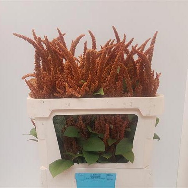 AMARANTHUS HOT BISCUITS 65CM