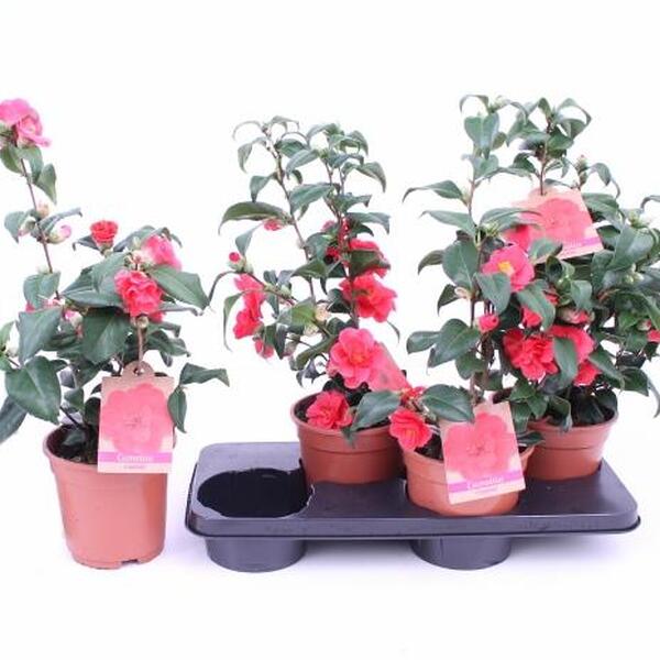 PL. CAMELIA T17CM 55CM VERMELL