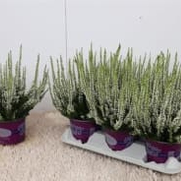 PL. CALLUNA BLANC T12CM