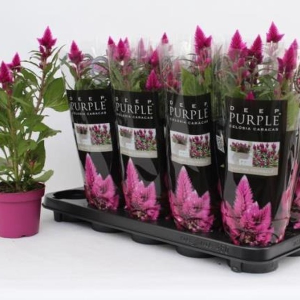 PLANTA CELOSIA MERIDA T12CM 35CM