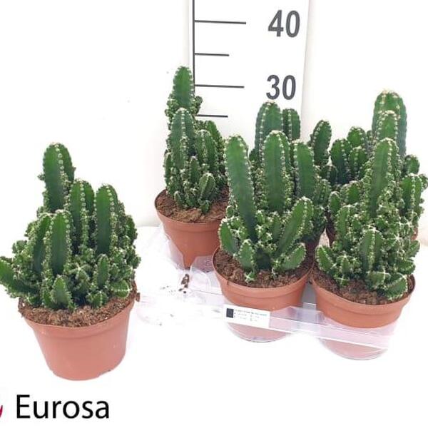 CEREUS PERUVIANUS T14CM 20CM captus ordenador