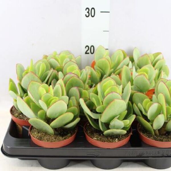 PLANTA CRASSULA ARBORESCENS T.10,5CM