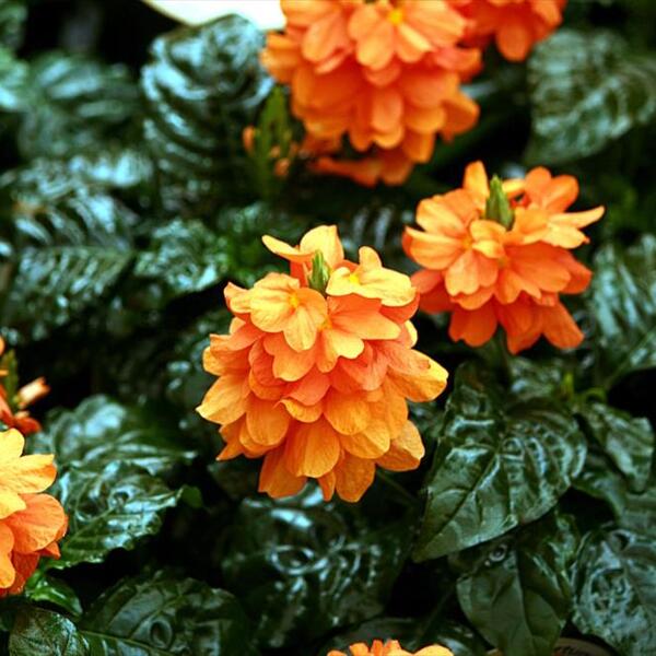 PLANTA CROSSANDRA T13CM