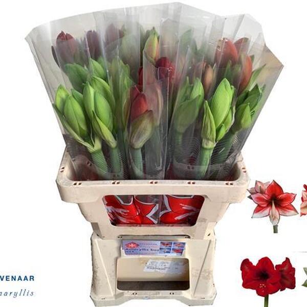 AMARYLLIS MIX 60CM PQ.X3 FLORES