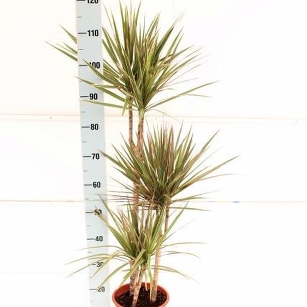 PL. DRACENA BICOLOR T24CM 120CM