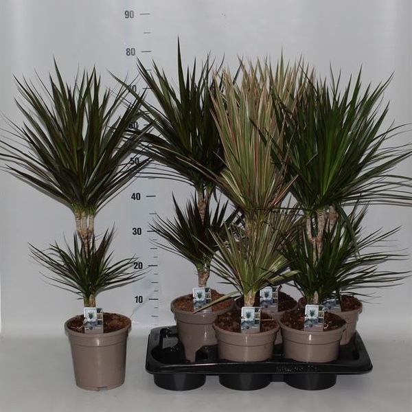 PL. DRACENA MARGINATA T17CM 75CM