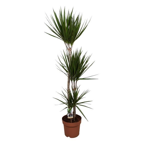 PL. DRACENA MARGINATA 150CM T24CM  3 TRONC