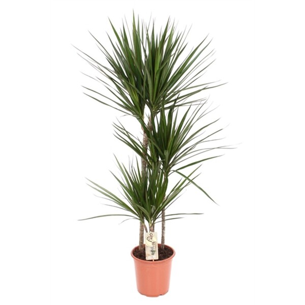 PL. DRACENA MARGINATA 110CM T21CM 3TRONC