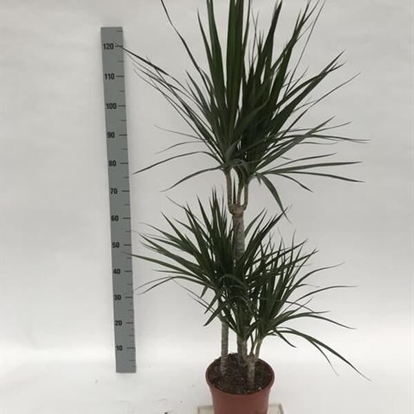 PL. DRACENA MARGINATA 3 TRONC