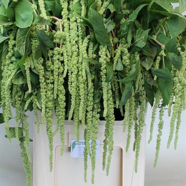 AMARANTHUS PENJAR VERD
