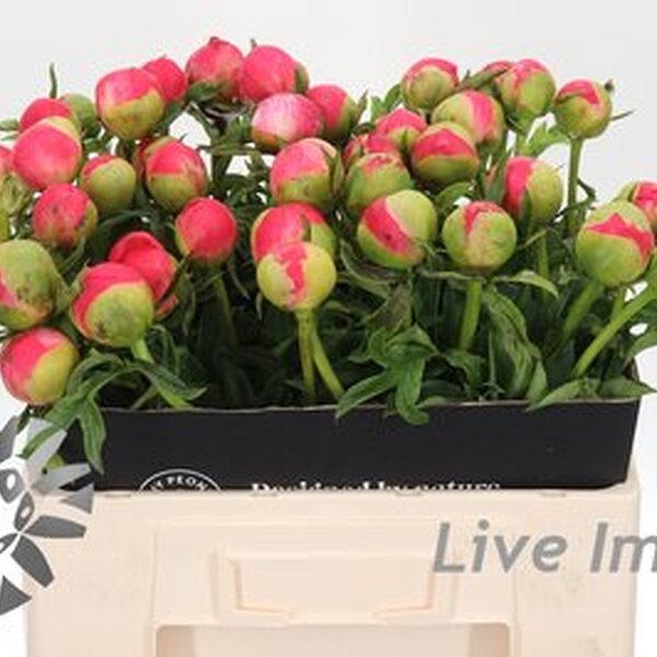 PEONIA *CORAL SUNSET* 55CM