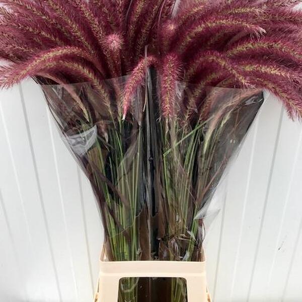 PENNI PURPLE MAJESTY 70CM