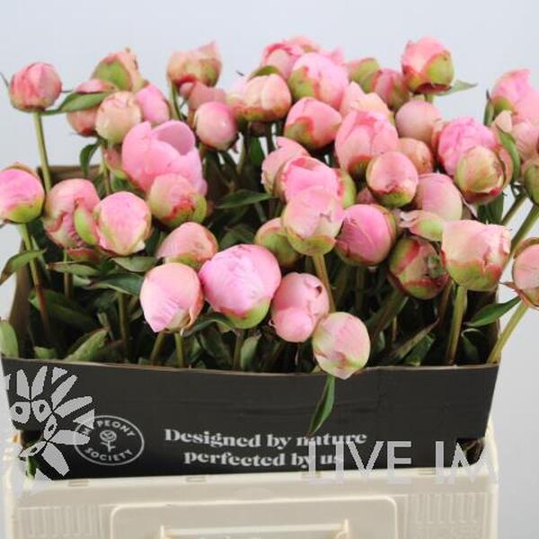 PEONIA *ALBERT CROUSE* 55CM