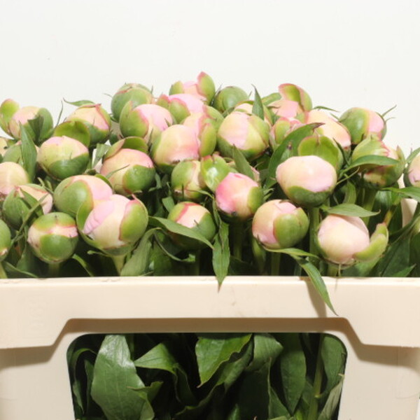 PEONIA *ALERTIE* 55CM