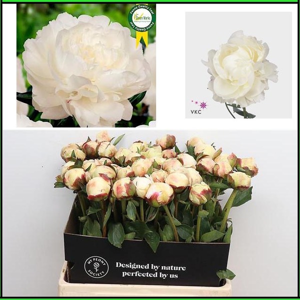 PEONIA ANN COUSINS 60CM