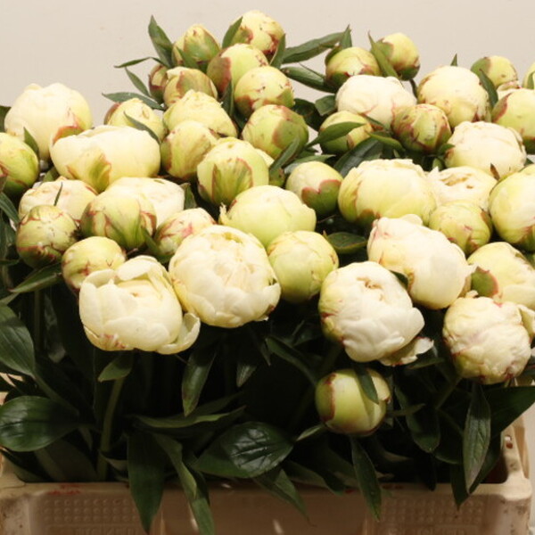 PEONIA BLANC 60CM *BOWL OF CREAM*