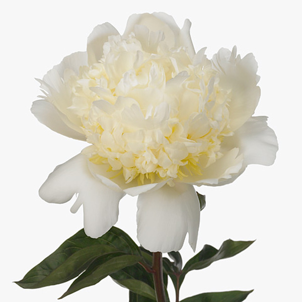 PEONIA *BRIDAL SHOWER* 50CM