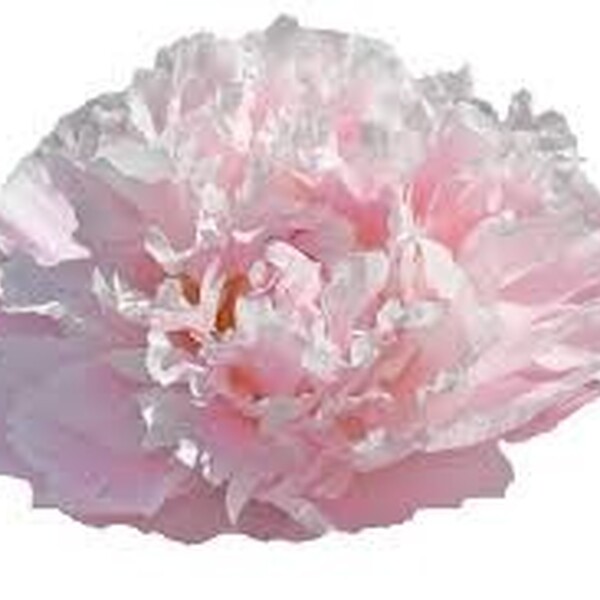 PEONIA *CATHARINA FONTIJN* 60CM
