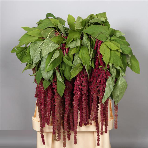 AMARANTHUS PENJAR VERMELL