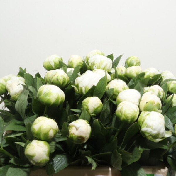 PEONIA *MADAME CLAUDE TAIN* 55CM