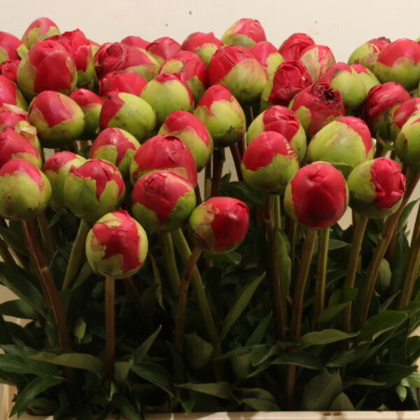 PEONIA *COM PERFORMANCE* 60CM