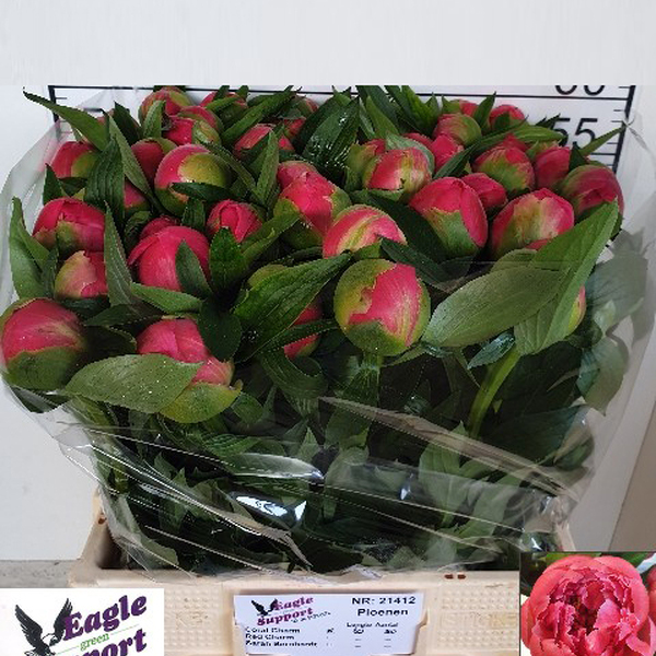 PEONIA CORAL CHARM 55CM