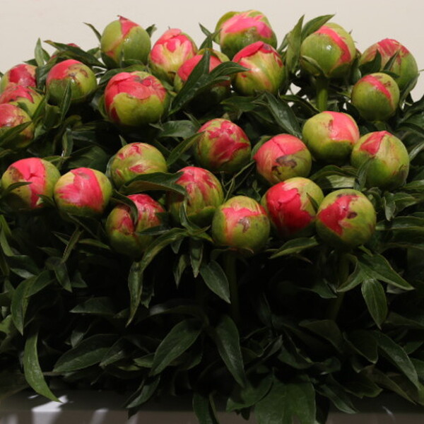 PEONIA *CORAL SUNSET* 60CM