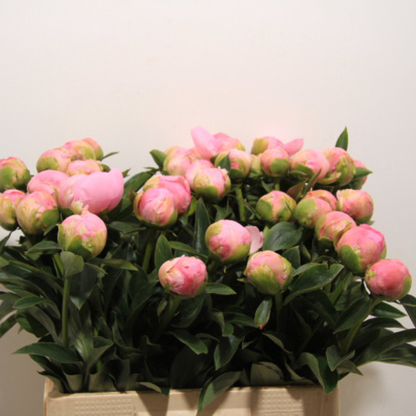 PEONIA *DINNER PLATE* 55CM