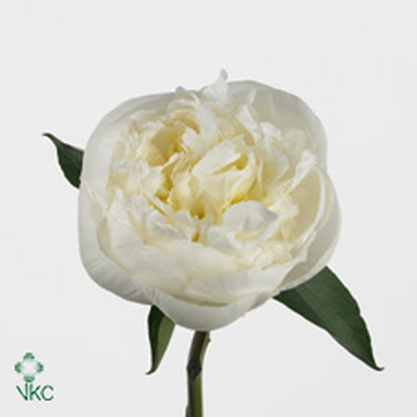 PEONIA BLANC 60CM *DUCHESSE DE NEMOURS*