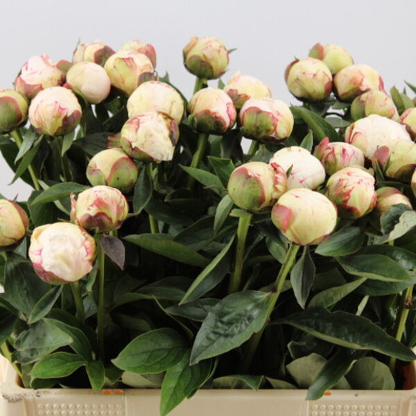 PEONIA *ELSA SASS* 55CM