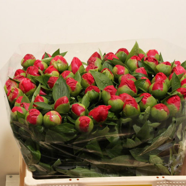 PEONIA *FLAME* 60CM
