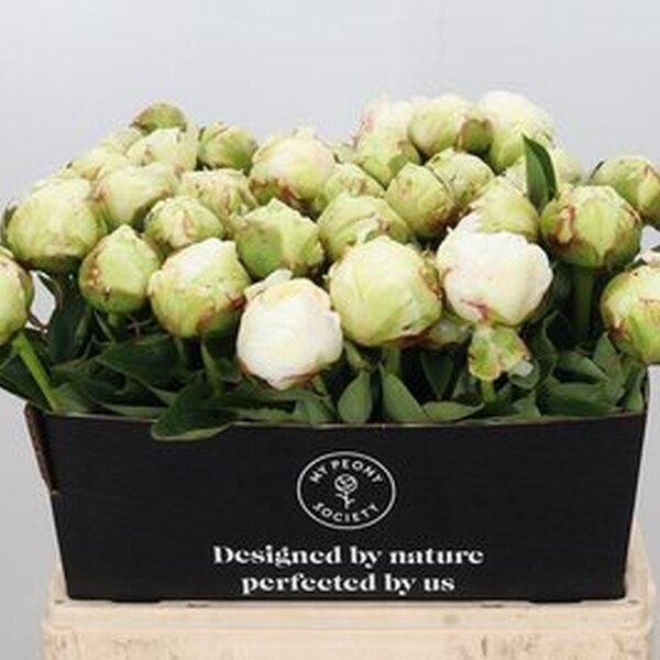 PEONIA *IVORY VICTORI* 60CM 