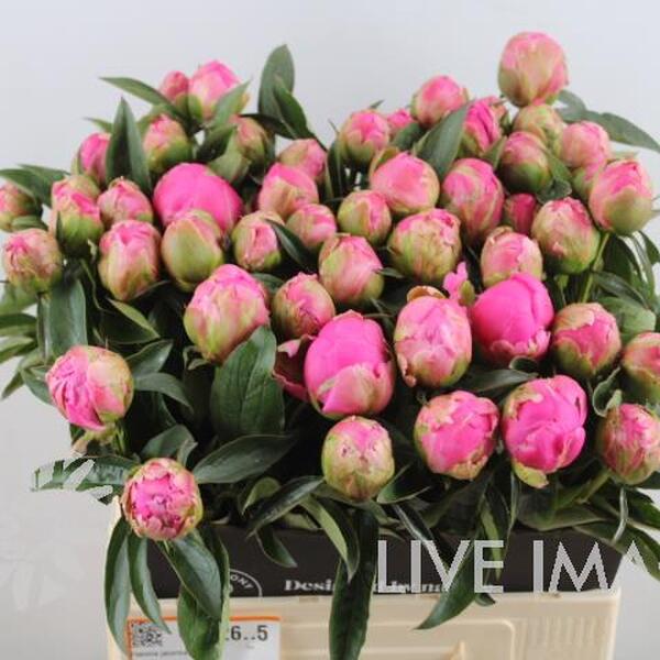 PEONIA *JACORMA* 60CM