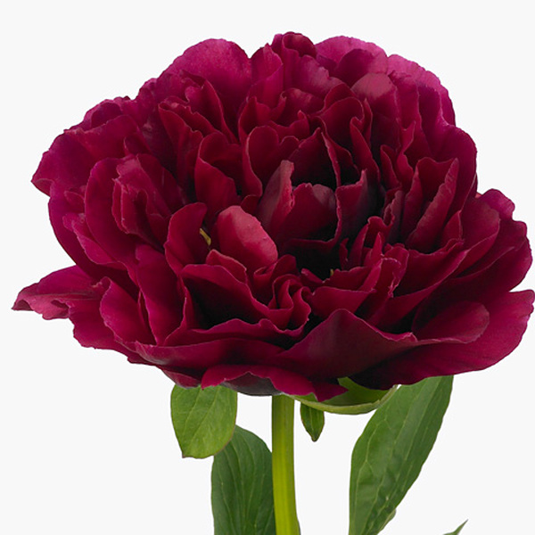 PEONIA *OLE FAITHFUL* 60CM 