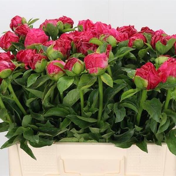 PEONIA *PAULA FAY* 55CM